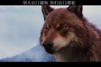 别人出门遛狗，你们出门溜狼，不遛女婿哈哈哈！