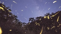 繁星流萤，夏夜记忆