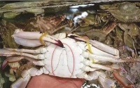 鲜美白蟹甬城餐桌上唱主角
