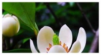 12生肖中，天生最蠢的3个生肖，一生都难成大事