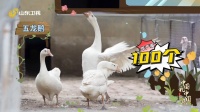 感谢有你！“五龙鹅之父”王宝维，自掏腰包保鹅种……