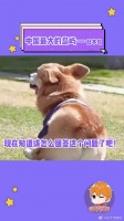 中国最大的岛屿，日本岛！我不接受任何人的反驳！