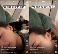 张柏芝躺床上被小狗咬脸，一脸痛苦不断尖叫，后脖子上膏药太抢镜