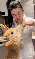 关婷娜豪宅内喂羊驼！穿低领睡衣身材丰腴，皮肤白嫩表情太娇俏
