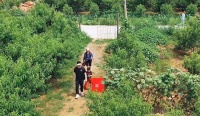 宋丹丹儿子一家农地摘菜！老婆腰粗肚大显臃肿，儿子一头汗脸超红