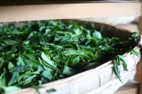 延续茶马古道的黑茶传奇 南路边茶在坚守中创新｜匠心