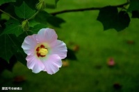 【古诗词鉴赏】宋代诗人范成大《​窗前木芙蓉》诗赏析