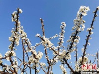 广西平南县数千亩李花迎春绽放