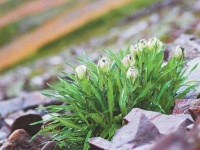 冰天雪地，为何也有植物开花？（把自然讲给你听）