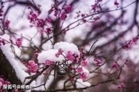 【古诗词鉴赏】元代词人王旭《踏莎行·雪中看梅花 》 词赏析