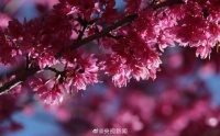 浪漫！多地樱花绽放谁看谁心动