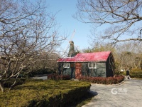 青岛中山公园：清香飘来“春消息”