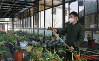 新春走基层｜湖南浏阳：兰花香飘致富路