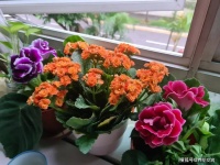 这些花可以从春节后开到夏季，基本每家每户都养了，新手养护没压力