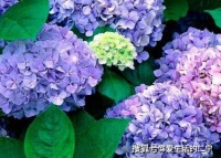 绣球开花十分漂亮，养护绣球花要注意什么？