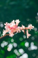春天的温柔悄悄长满枝头