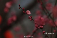 四川眉山梅花吐蕊传春讯