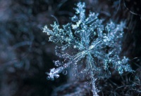 有一种境界叫雪