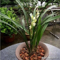 兰花上盆需要保湿吗？