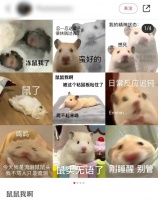 【梗研究】像只老鼠一样去倾诉心事，“鼠鼠我啊”是个什么梗？