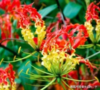 嘉兰花形奇特，如燃烧的火焰，艳丽高雅