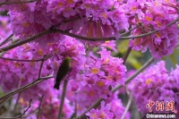 香港红花风铃木开花 吸引市民赏花拍照