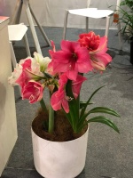 蜘蛛兰和朱顶红的区别