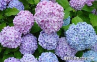 新手养护绣球花需要注意什么？