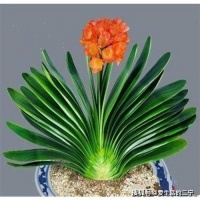 养护君子兰要注意什么，有什么养护小窍门？