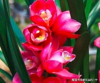 红将军兰花应该如何养护？