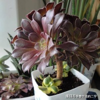 法师属于特别皮实的多肉植物，养护法师需要注意什么？