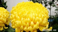 菊花酒的功效与配方