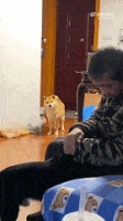狗狗看到主人和其他狗玩！