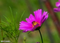 【高考作文】材料作文“刻章的技巧”审题指导与例文导写