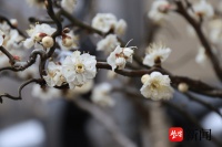 农家春来早，梅花凌寒开