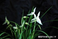 兰花刚换完盆可以放在室外吗？需要注意什么？