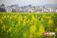 春天的故事丨永州蓝山：油菜花开春意浓