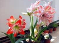 春天养5种花，别用大花盆，小盆长得更旺