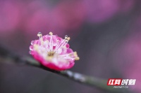 春天的故事丨蓝山：碧桃花开春意浓