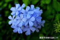 蓝雪花清新脱俗，蓝雪花要如何养护才能开更多的花？