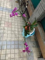 捡回家的盆栽蝴蝶兰，第二年重新开花，有技巧的