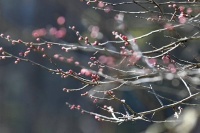 常州钟楼：梅花绽放把春报