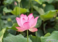 一个人最大的本事：放得下，熬得住，看得开
