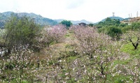 武鸣：桃花枝头春意闹