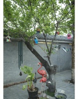 张颂文的农家院 张颂文在北京顺义的小院……