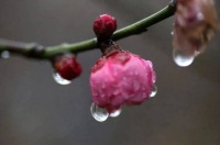 听，诗词里的雨水节气