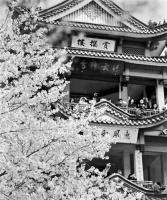 我家小 樱花不如桃花好