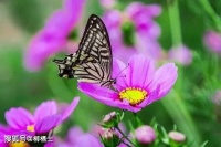 【古诗词鉴赏】宋代词人章良能《小重山 • 柳暗花明春事深》词赏析