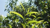 为什么古树普洱春茶发芽普遍较晚？