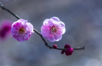 满园梅花竞相开 暗香缕缕伴春来